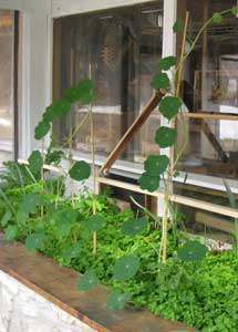 nasturtiums climbing in greenhouse