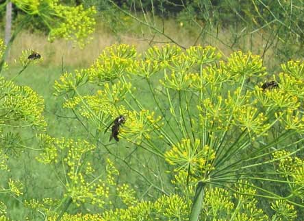 bees in dill flowers