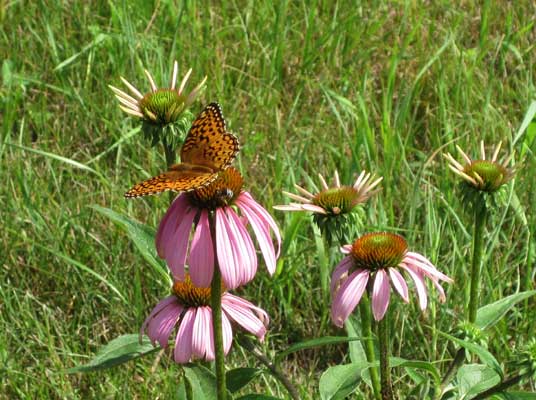 fritillary and bee on coneflower