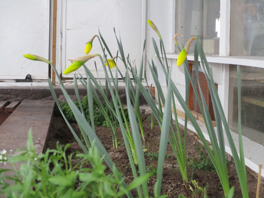 daffodil buds in greenhouse March 1