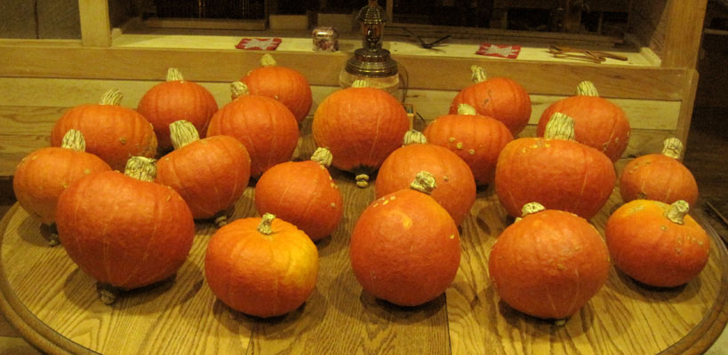 orange squash harvest