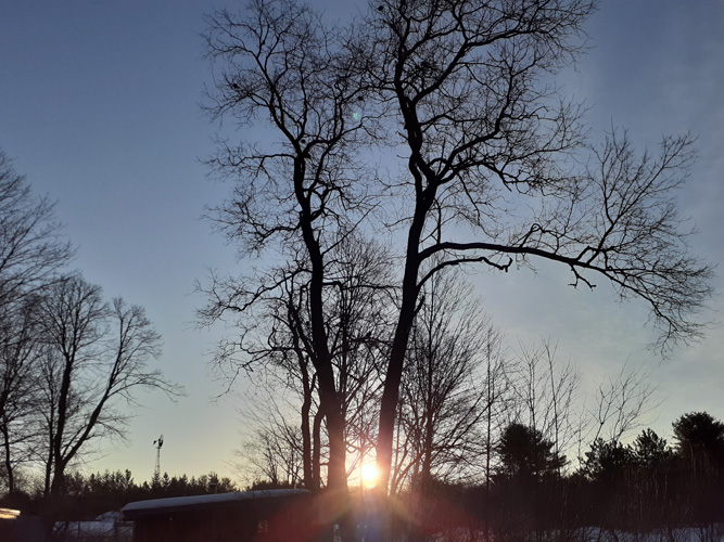 Treeline  Rhubarb Skies