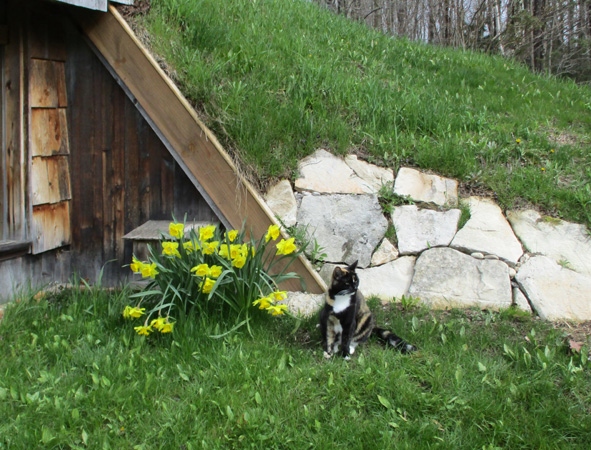 LilliB sitting by daffodils by front door