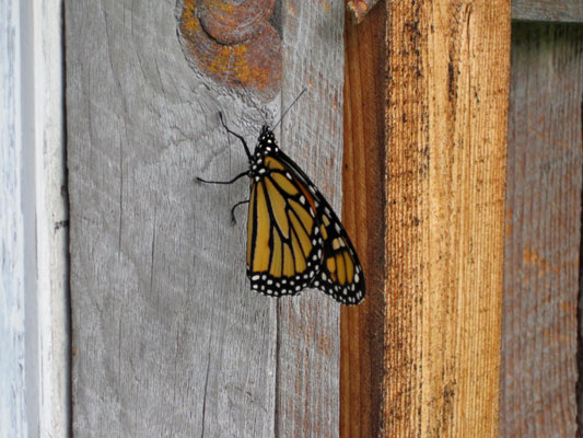 monarch door frame