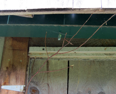 monarch chrysalis