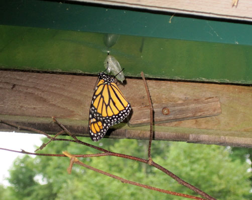 monarch emerged