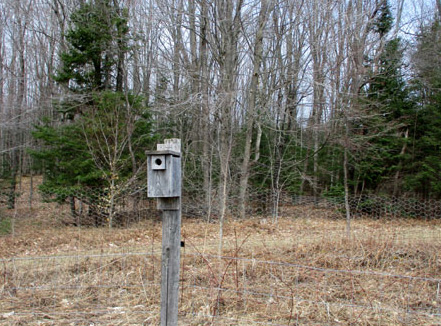 birdhouse in April