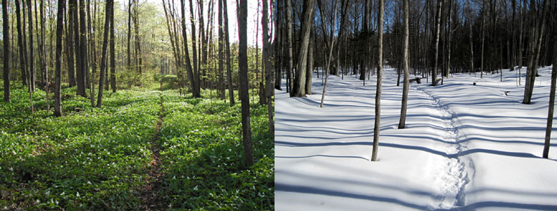 spring winter paths maple woods