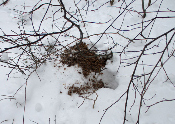 squirrel food stash in the snow