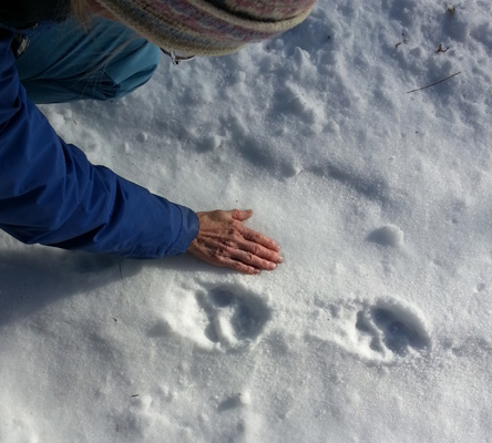 wolf track in snow