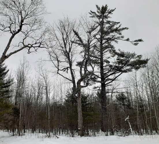 large tree at an intersection Ashford Lake Pathway