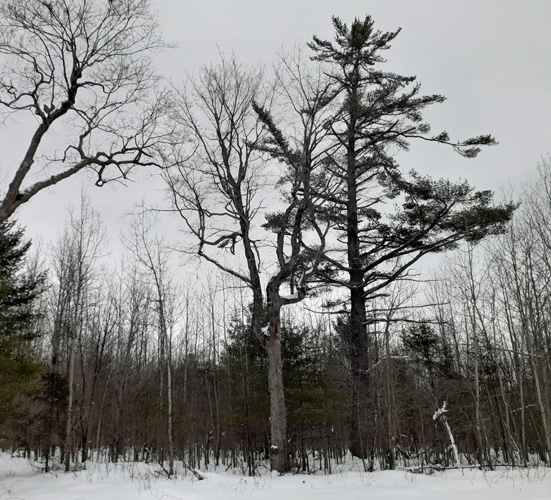 Ashford Lake Pathway Jan. 2022 large trees