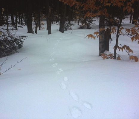 snowshoe hare tracks at Bruno's Run