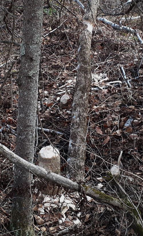 beaver chewed trees at Days River Pathway