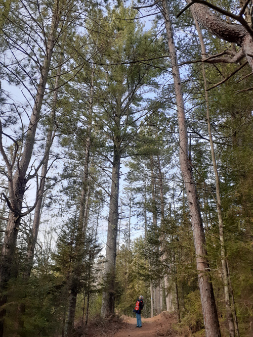 large white pine Days River Pathway