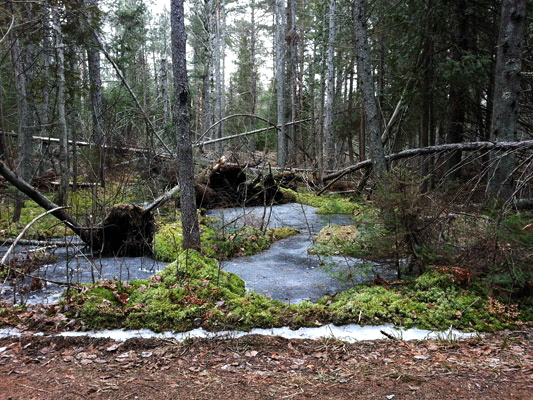 moss and bog on Loop3 at Days River Pathway