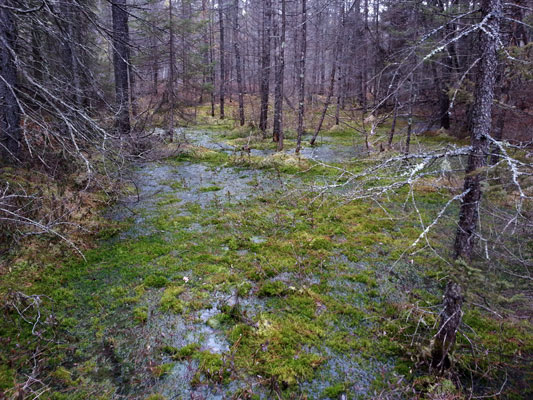moss and frozen bog on Loop3 Days River Pathway