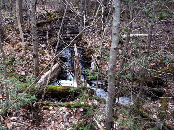 small falls in creek at Days River Pathway