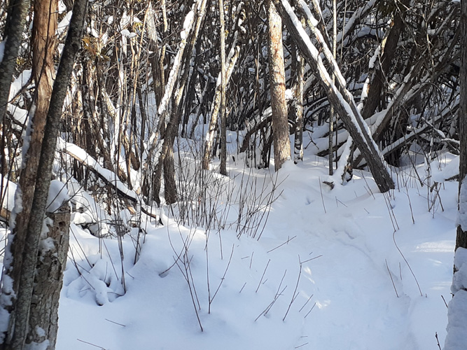 cedar tangle at Escanaba Pathway snowshoe trail