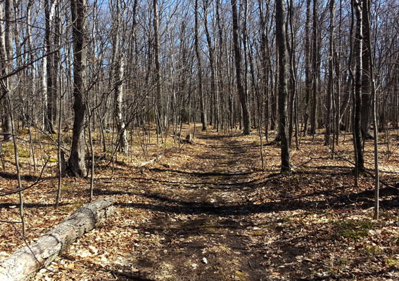 Fayette State Park upper trails March