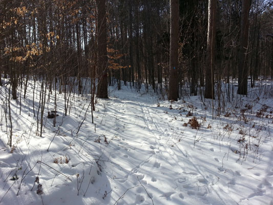 Indian Lake Pathway trail February