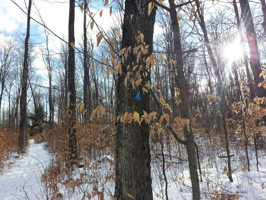 Indian Lake Pathway February