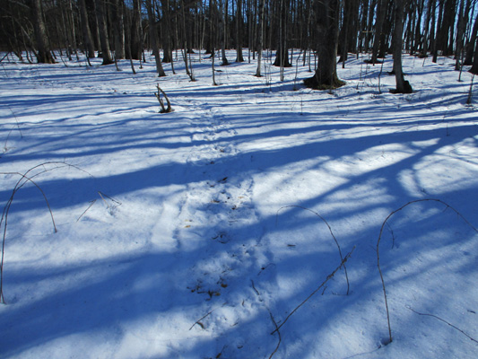 melting path on LoopB