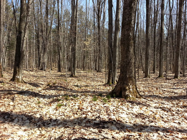 hardwood forest east of Thunder Lake Road