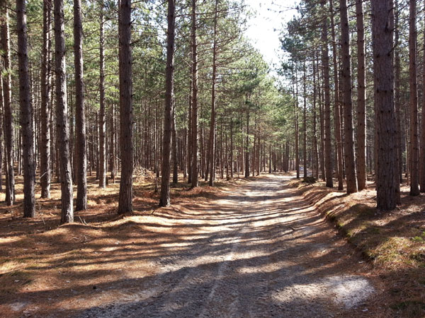 red pine plantation along snowmo/orv trail east ThunderLake