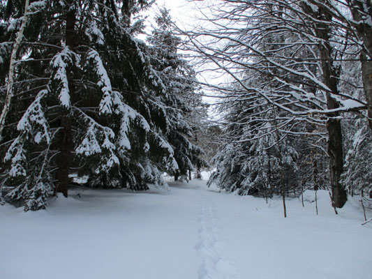 beginning ManyTracks trail