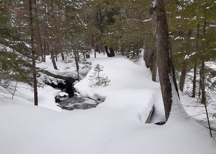 Pine Marten Pathway Feb 25 creek bridge