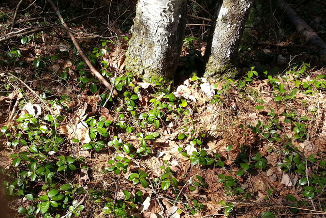 wintergreen at Rapid River Ski Trail