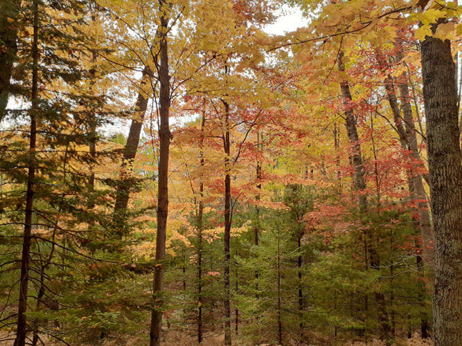 Rapid River Ski Trail, Popple Ridge, October 11, 2022