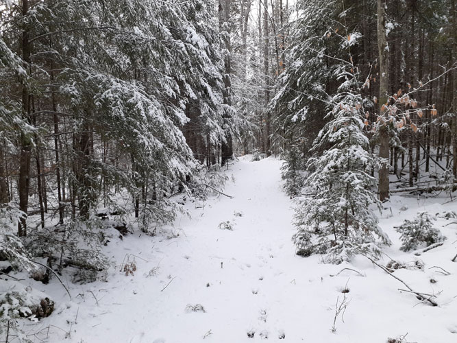 hemlock woods on trail at Seney Wildlife Refuge