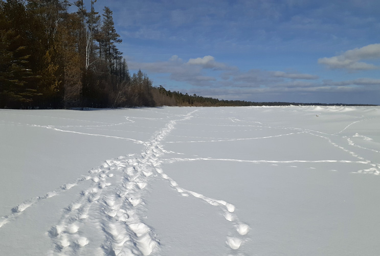 dog prints in the snow at Thompson beach Feb. 2022