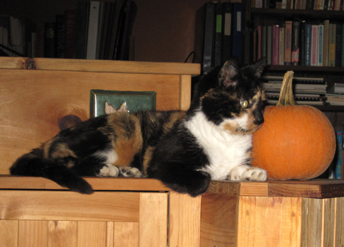Cali cat with pumpkin