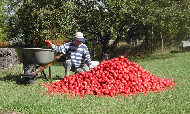 pile apples loading into wheelbarrow