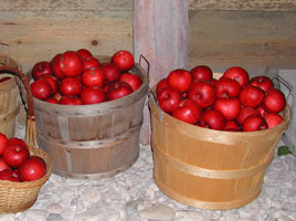 photo apples in baskets in root cellar