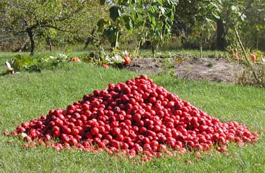 apples in pile