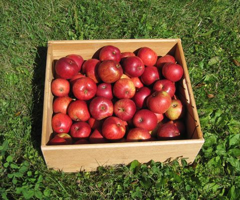 box of Beacon apples Sept 2019
