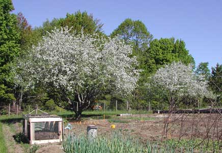 apple northwoods growing orchard beacon apples decades four food good lot manytracks prairie spy