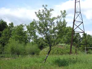 Black Oxford tree