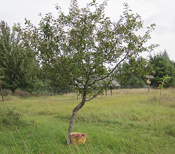 Black Oxford apple tree