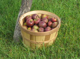 Black Oxford Fruit basket