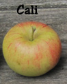apple from wild "Cali" tree