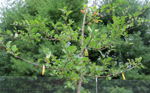 seedling crabapple with marked grafts