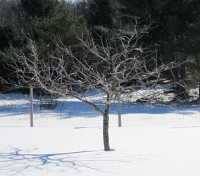 Dudley tree winter