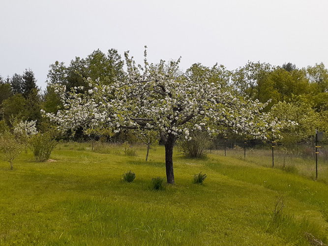 Dudley apple in full bloom