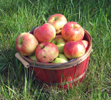 Dudley winter fruit