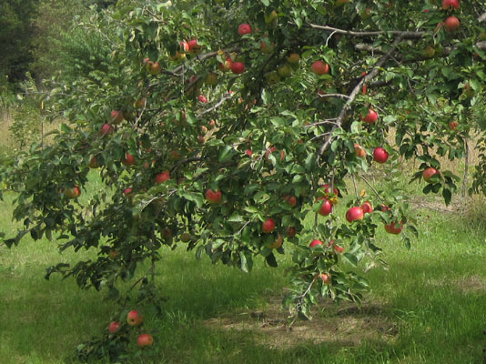 Honeycrisp Apple - Fedco Trees